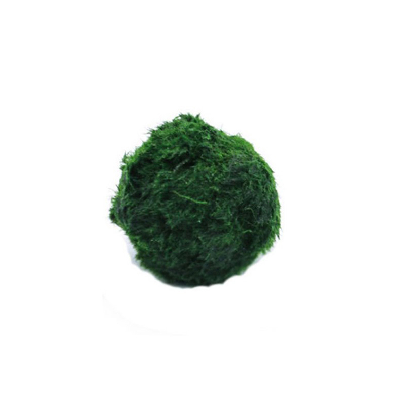 Aquarium Plant Roots - Kulki Marimo, żywąca roślinność akwariowa, glony,