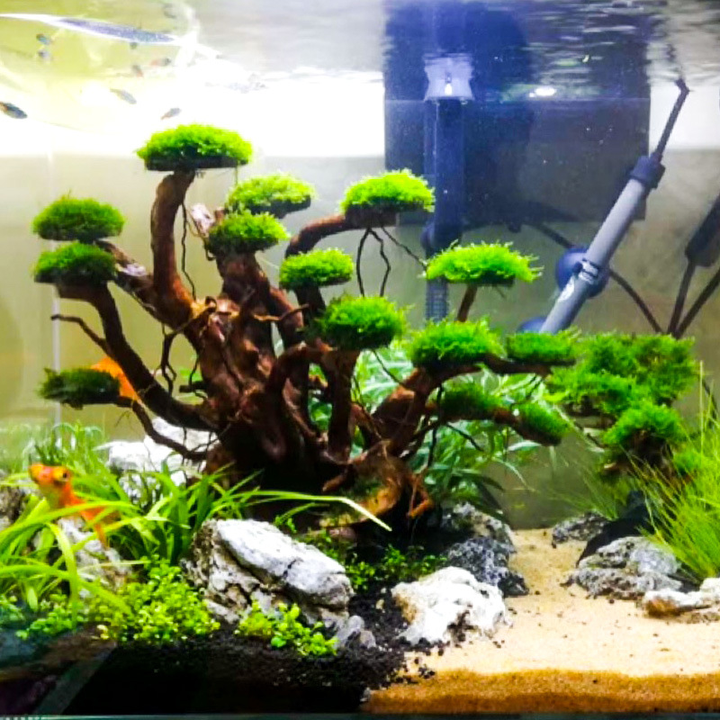 Planted Aquarium Equipment - Dekoracja akwariowa: mech, drzewko, szkielet, gotowy