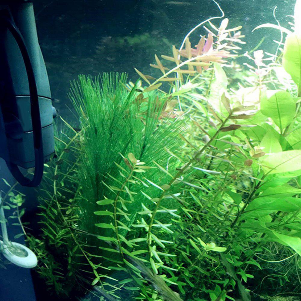 1/3 sztuk 28/40cm akwarium akw – Aquarium Plant Grass recenzja i cena
