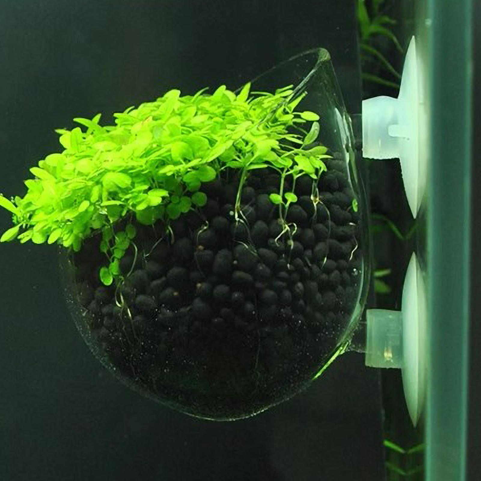 Szklany uchwyt na rośliny akwa – Planted Aquarium Equipment recenzja i cena