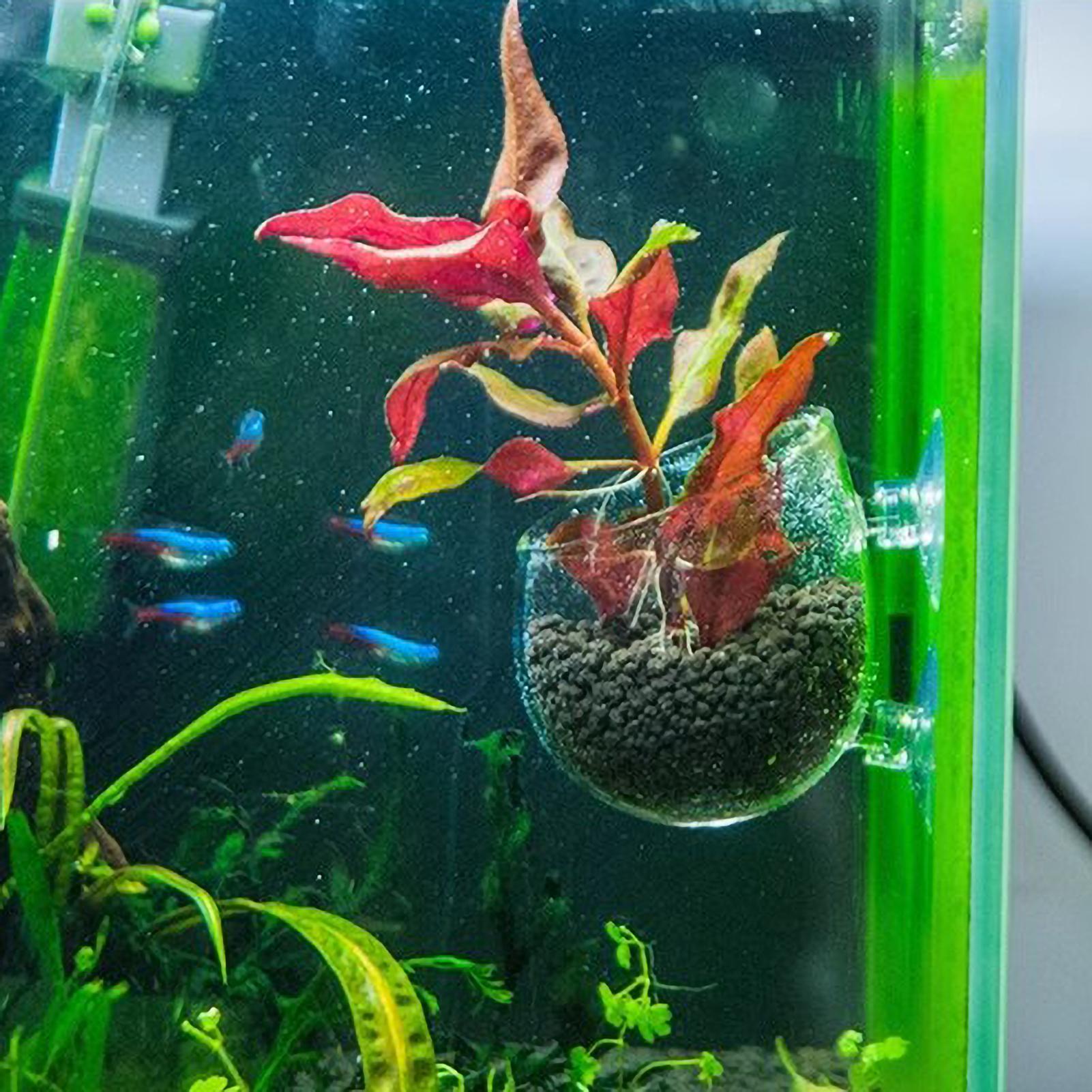 Szklany uchwyt na rośliny akwa – Planted Aquarium Equipment recenzja i cena