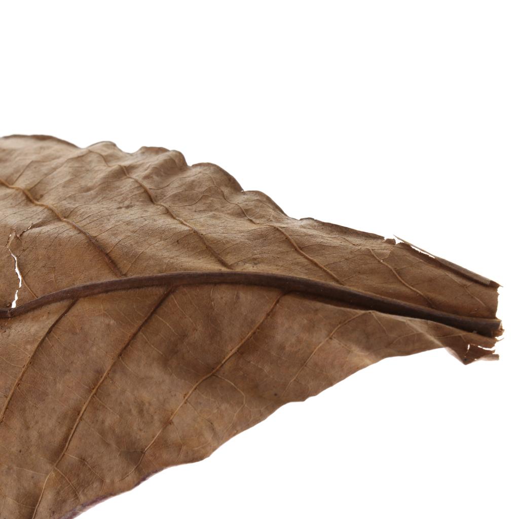 Akwarium rybne, indyjskie liśc – Aquarium Plant Roots recenzja i cena