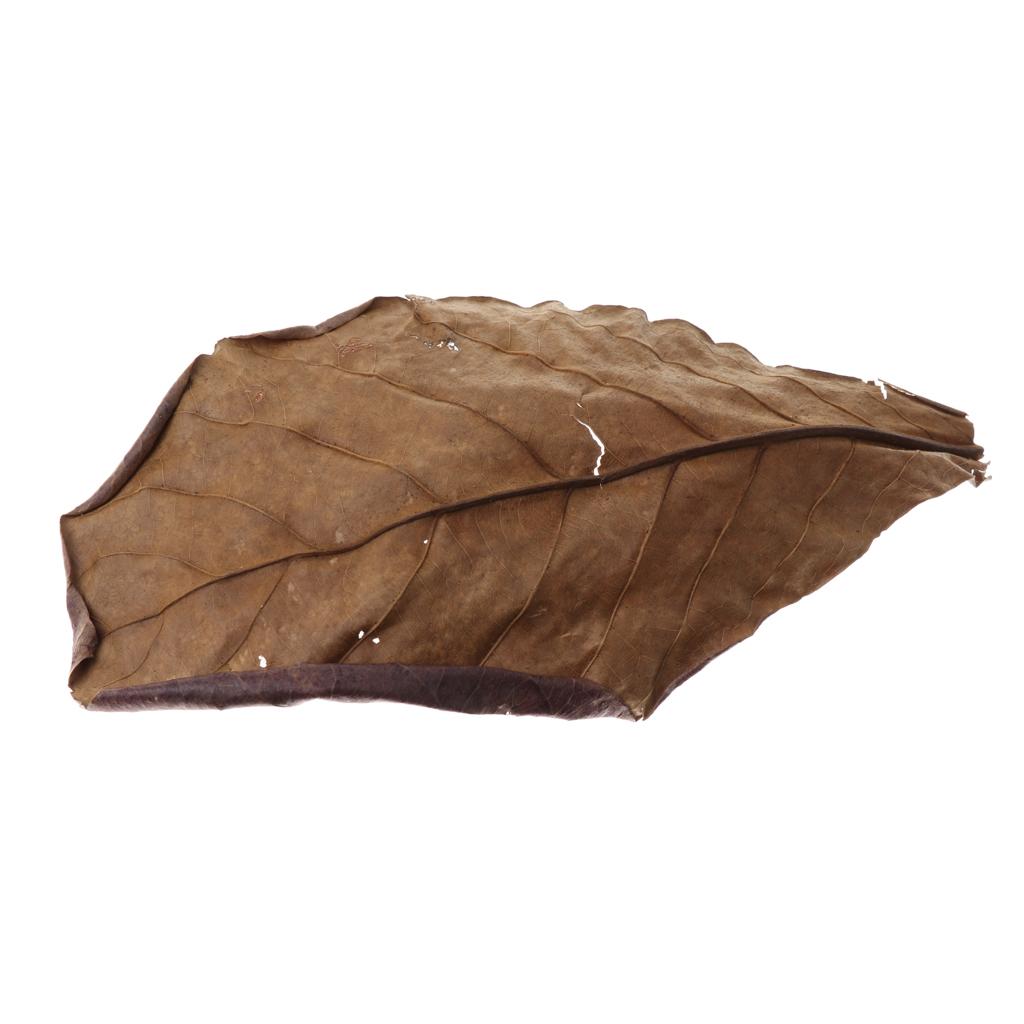 Akwarium rybne, indyjskie liśc – Aquarium Plant Roots recenzja i cena