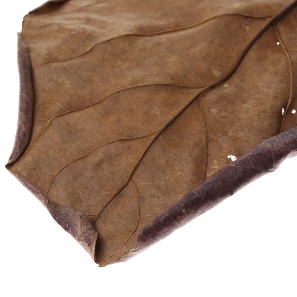 Akwarium rybne, indyjskie liśc – Aquarium Plant Roots recenzja i cena