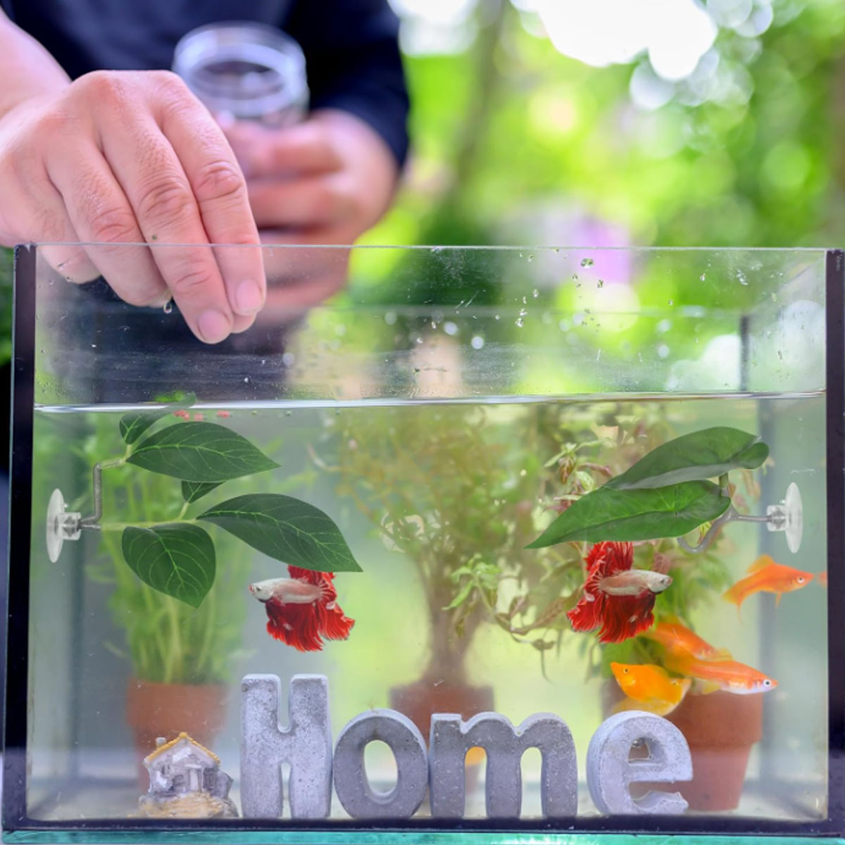 Hamak dla rybki Betta, miękki  – Planted Aquarium Equipment recenzja i cena