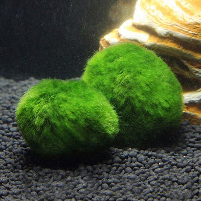 Kulki Marimo, żywąca roślinnoś – Aquarium Plant Roots recenzja i cena
